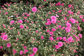 粉色千头菊图片