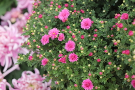 红色千头菊图片