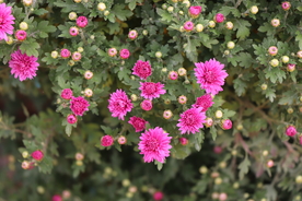 粉色千头菊图片