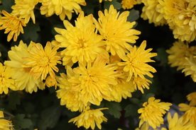 黄色菊花图片