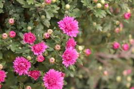 红色千头菊图片