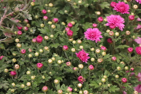 红色千头菊图片