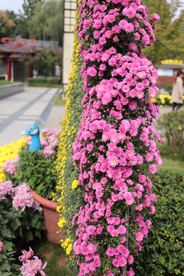 粉色千头菊图片