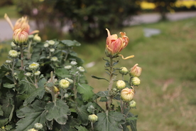 粉黄色菊花图片