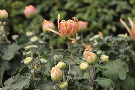 黄粉色菊花图片