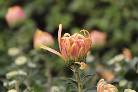 黄粉色菊花图片