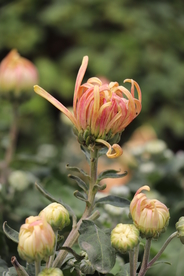 黄粉色菊花图片