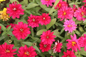 红色波斯菊图片背景