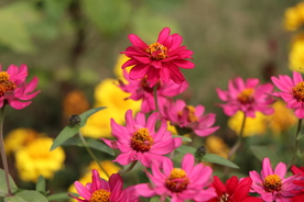 红色波斯菊图片