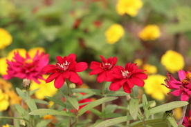 红色波斯菊图片