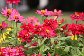 红色波斯菊图片