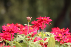 红色波斯菊图片