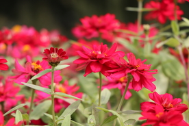 红色波斯菊图片