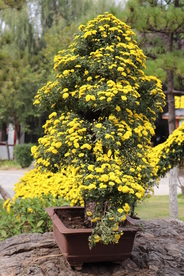菊花盆栽盆景造型图片