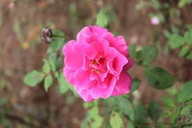 粉色月季花图片