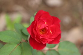 红色月季花图片