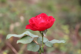 红色月季花图片