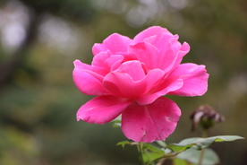 粉色月季花图片