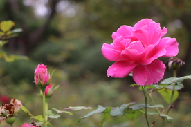粉色月季花图片