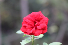 红色月季花图片