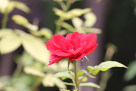 红色月季花图片