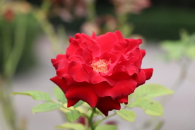 红色月季花图片