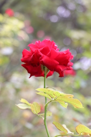 红色月季花图片