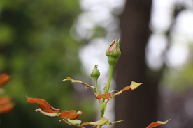 菊花花骨朵图片