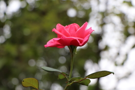 红色月季花图片