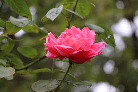 粉色月季花图片