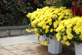 菊花盆栽盆景造型图片