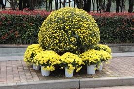 菊花盆栽盆景造型图片