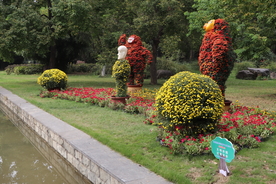 菊花盆栽盆景造型图片