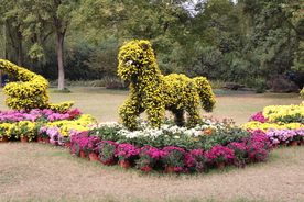 菊花盆栽盆景造型图片