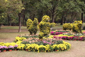 菊花盆景盆栽造型图片