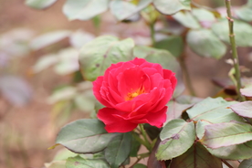 红色月季花图片