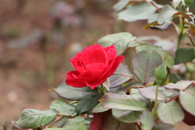 红色月季花图片