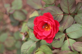 红色月季花图片