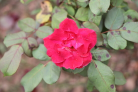 红色月季花图片