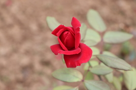 红色月季花图片