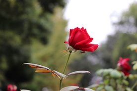 红色月季花图片