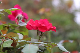 红色月季花图片