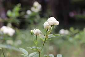 白色月季花图片