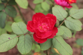 红色月季花图片