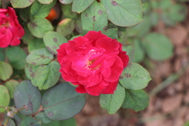 红色月季花图片