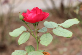 红色月季花图片