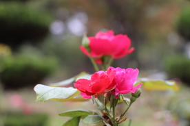 红色月季花图片
