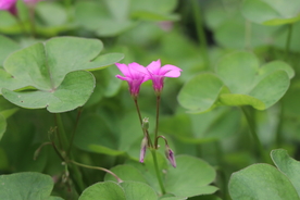 红花酢浆草三叶草酢浆草科