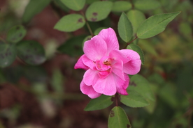 粉色月季花图片