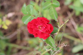 红色月季花图片